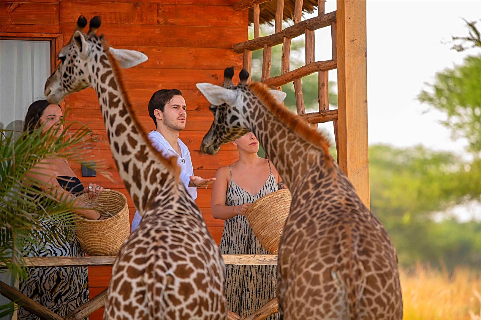 Guests feeding Masai giraffe from a lodge balcony at sunset