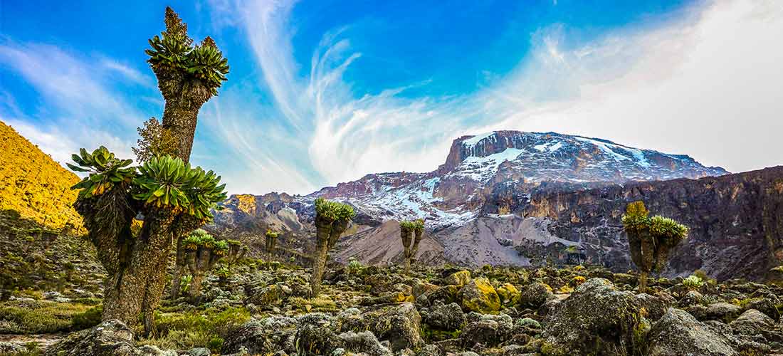 Giant lobelia and groundsel below Kibo's glaciers on the Lemosho route
