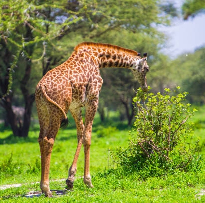 A Maasai giraffe feeding from acacia near Ngorongoro