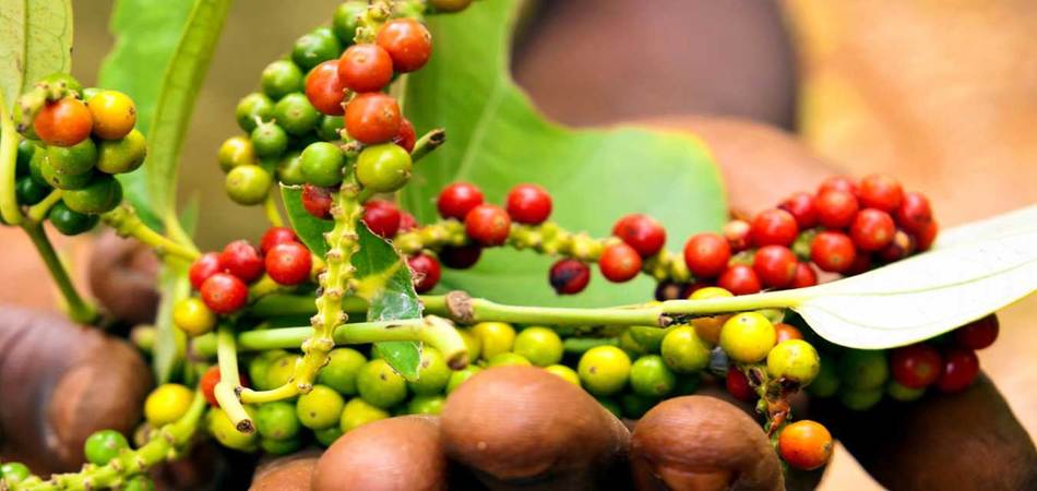 Farmer holding fresh pepper berries on a Zanzibar spice farm tour