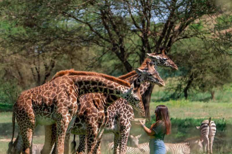 A small herd of giraffe and zebra gathering around a visitor with a feed basket