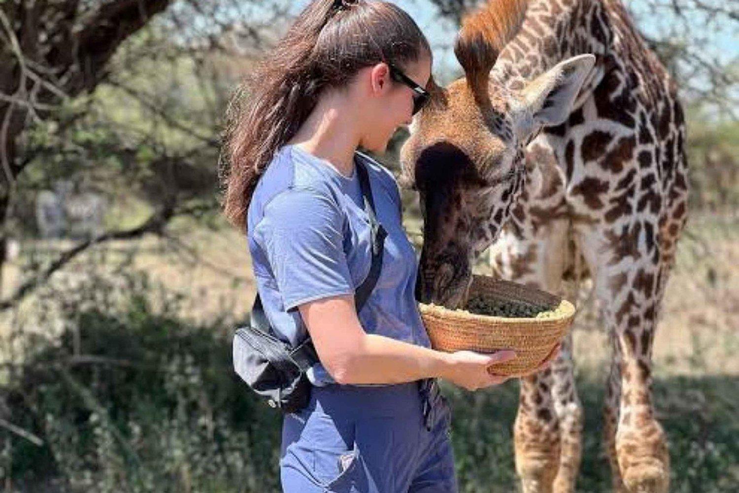 Visitor hand-feeding a Masai giraffe from a woven basket at the sanctuary
