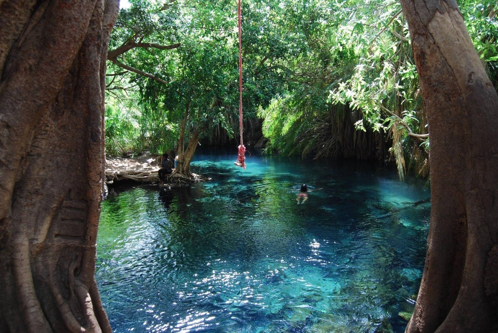 Turquoise spring-fed pool at Chemka Hot Springs framed by giant fig tree roots