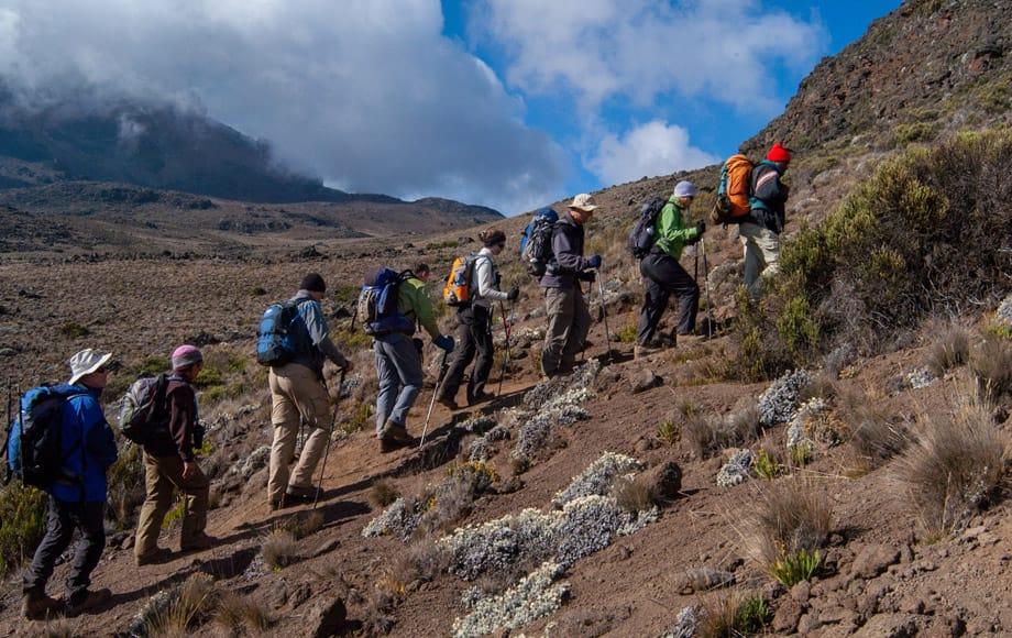 Line of trekkers walking pole pole across Kilimanjaro's moorland