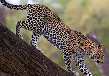 A leopard descending an acacia tree on safari in Tanzania